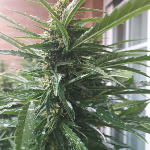 Black Jack  growlog timeline photo