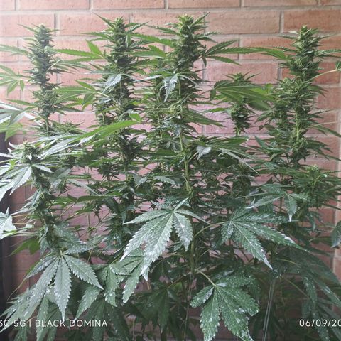 Black Domina  growlog timeline photo