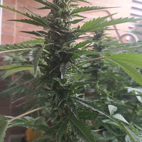 Black Domina  growlog timeline photo