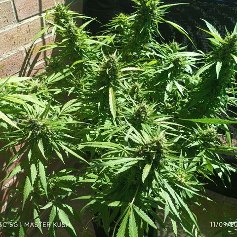 Master Kush  growlog timeline photo