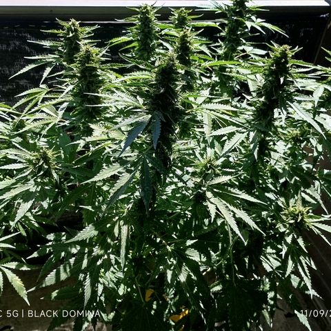 Black Domina  growlog timeline photo