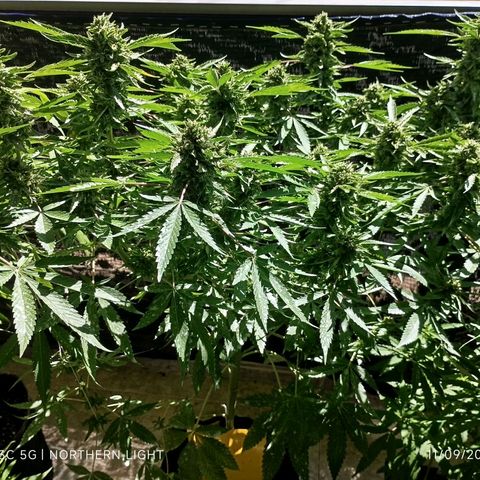 Northern Lights growlog timeline photo