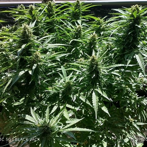 Black Jack  growlog timeline photo