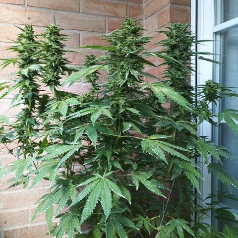 Black Domina  growlog timeline photo
