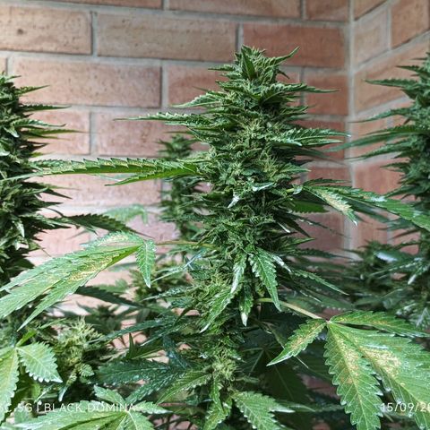 Black Domina  growlog timeline photo