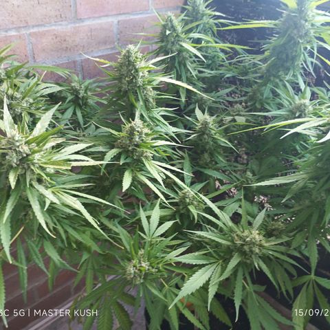 Master Kush  growlog timeline photo
