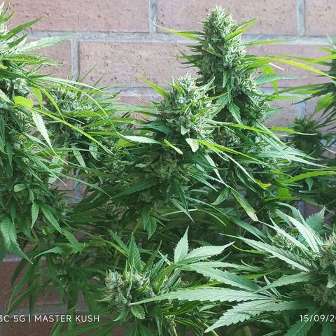 Master Kush  growlog timeline photo