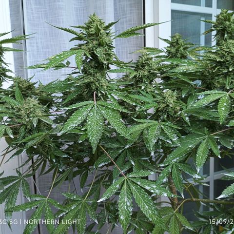 Northern Lights growlog timeline photo