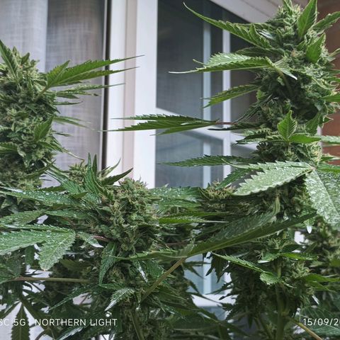Northern Lights growlog timeline photo