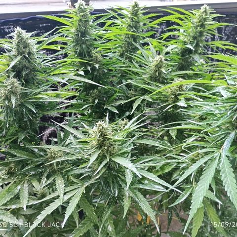 Black Jack  growlog timeline photo