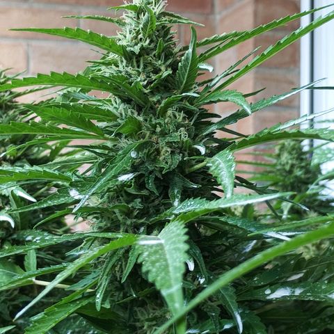 Black Jack  growlog timeline photo