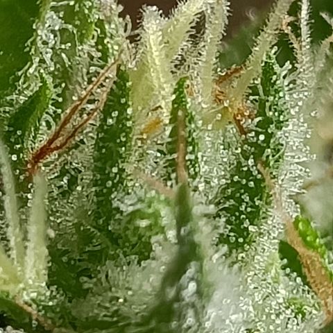 Master Kush  growlog timeline photo
