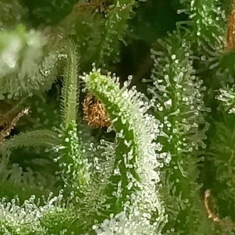 Master Kush  growlog timeline photo