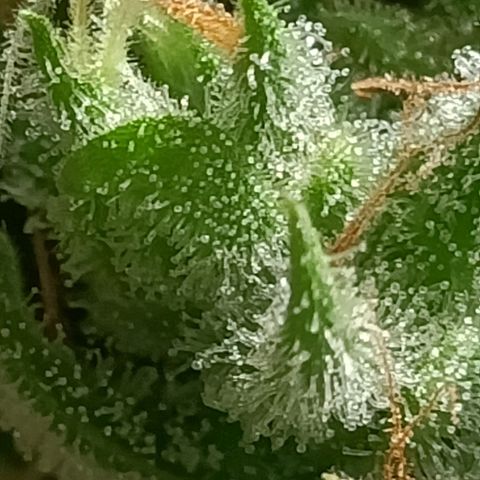 Master Kush  growlog timeline photo