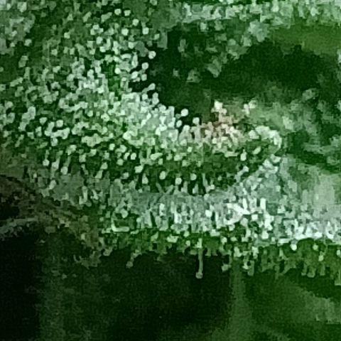 Northern Lights growlog timeline photo
