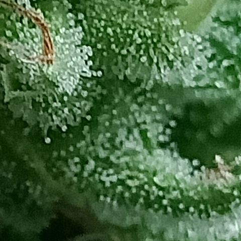 Northern Lights growlog timeline photo
