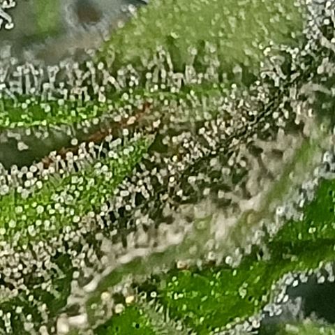 Northern Lights growlog timeline photo