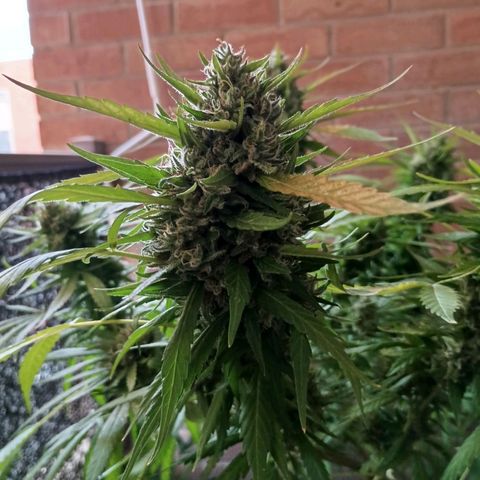 Master Kush  growlog timeline photo