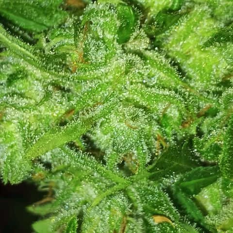 Master Kush  growlog timeline photo
