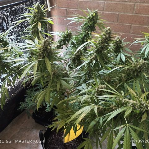 Master Kush  growlog timeline photo