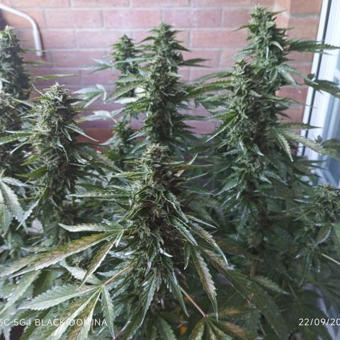 Black Domina  growlog timeline photo