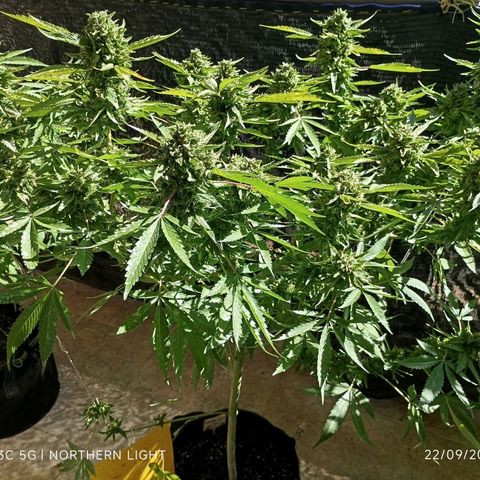 Northern Lights growlog timeline photo