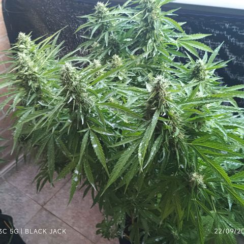 Black Jack  growlog timeline photo