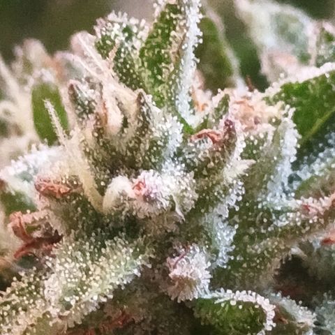Northern Lights growlog timeline photo