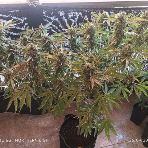 Northern Lights growlog timeline photo