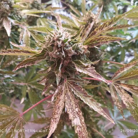 Northern Lights growlog timeline photo