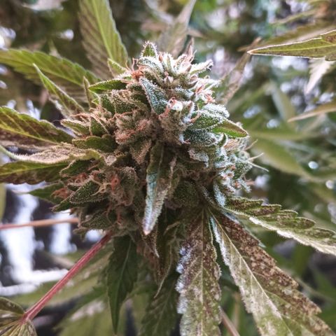 Northern Lights growlog timeline photo