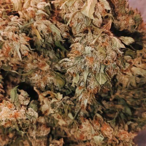 Master Kush  growlog timeline photo