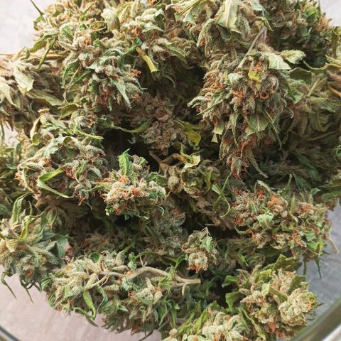 Master Kush  growlog timeline photo