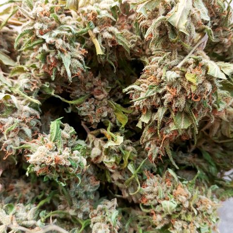 Master Kush  growlog timeline photo