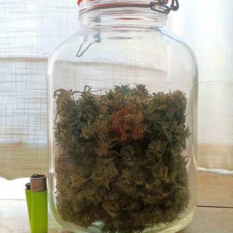 Master Kush  growlog timeline photo