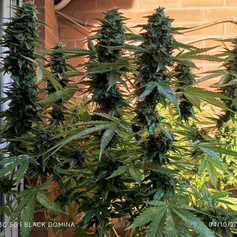 Black Domina  growlog timeline photo