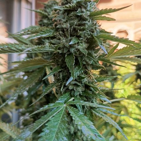 Black Domina  growlog timeline photo