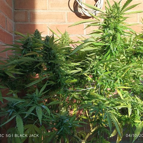 Black Jack  growlog timeline photo