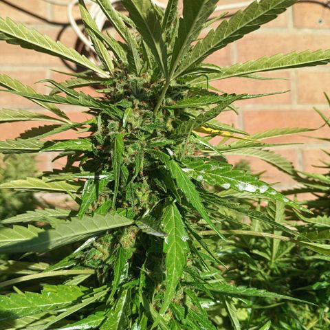 Black Jack  growlog timeline photo