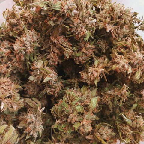 Northern Lights growlog timeline photo