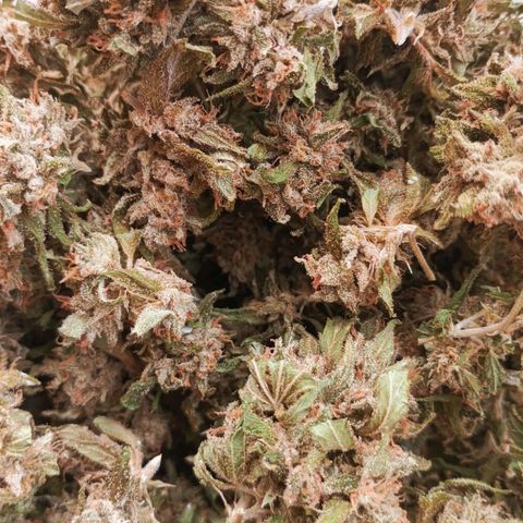 Northern Lights growlog timeline photo