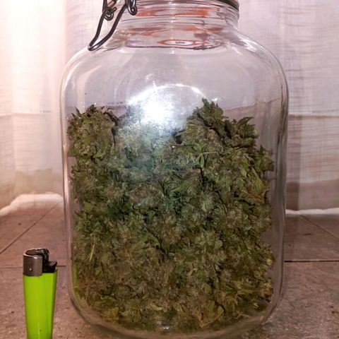 Northern Lights growlog timeline photo