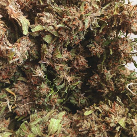 Northern Lights growlog timeline photo