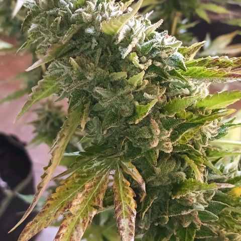 Black Domina  growlog timeline photo