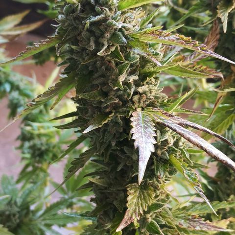 Black Domina  growlog timeline photo