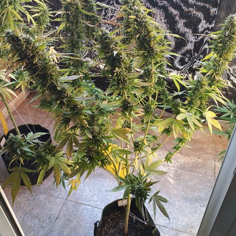 Black Domina  growlog timeline photo