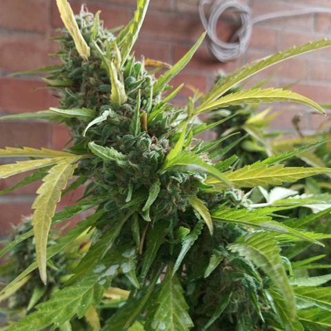 Black Jack  growlog timeline photo