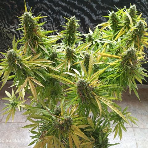 Black Jack  growlog timeline photo