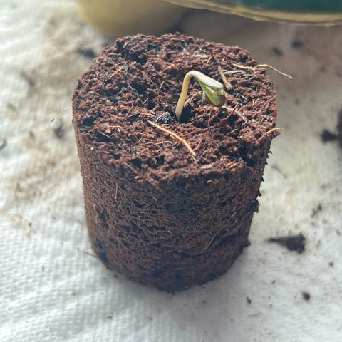 Highnrich - Quick One auto outdoor growlog timeline photo