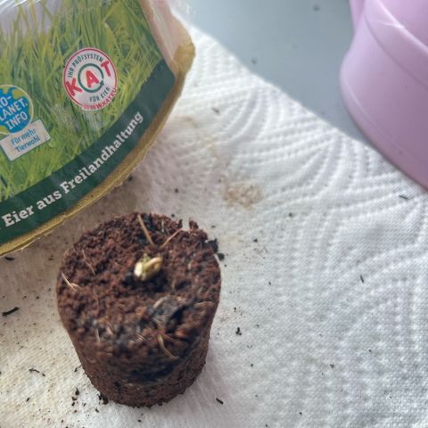Hanfred - Quick one auto  growlog timeline photo